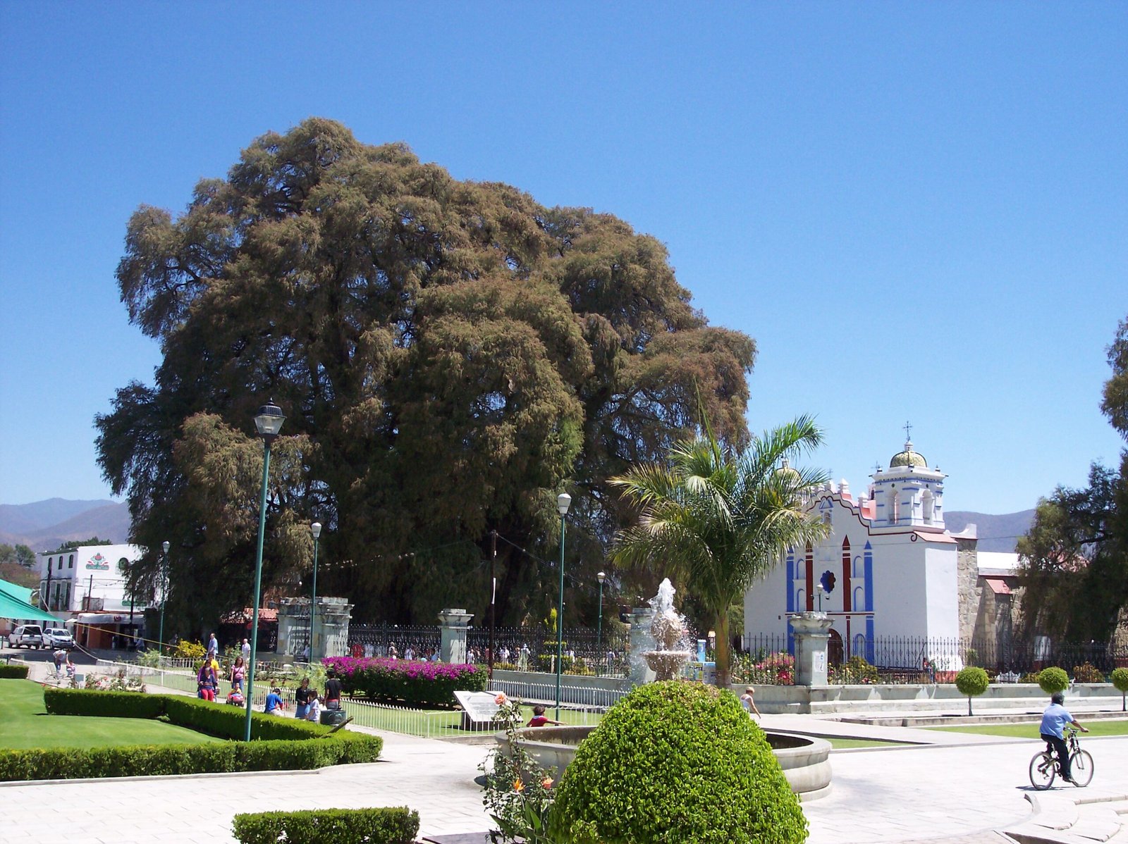 Visiting El Tule: A Transformative Experience (image credits: wikimedia)