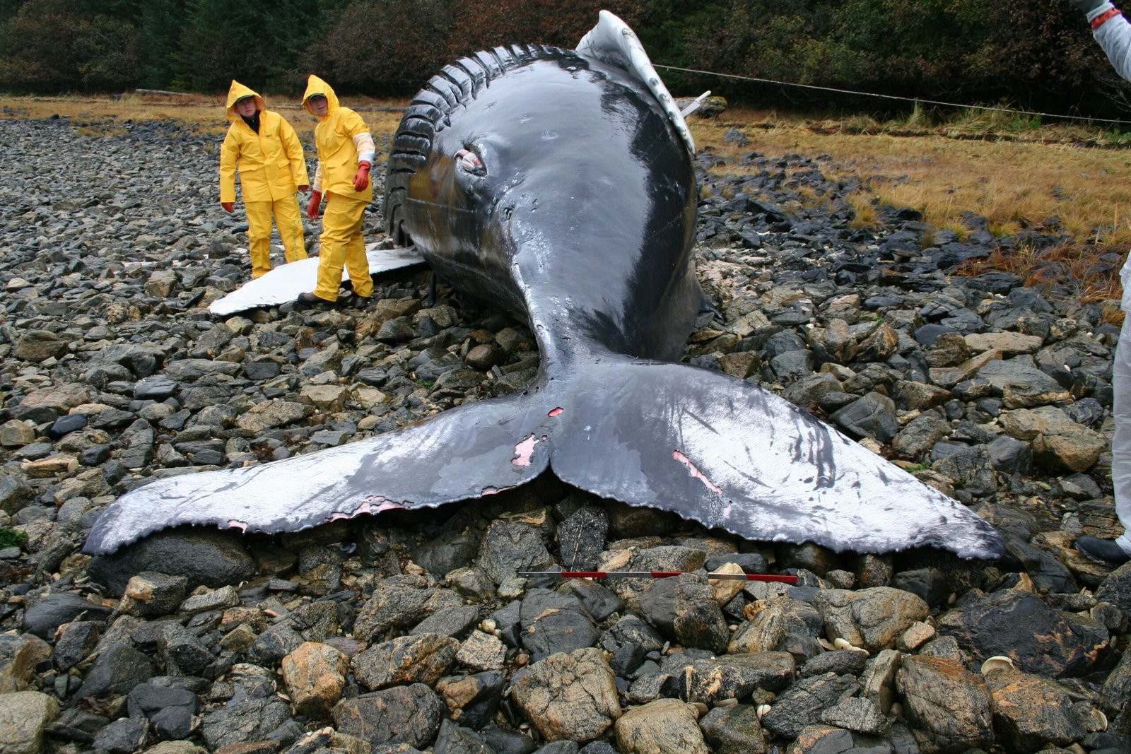 The Moment of Death - A Giant's Final Breath (image credits: wikimedia)