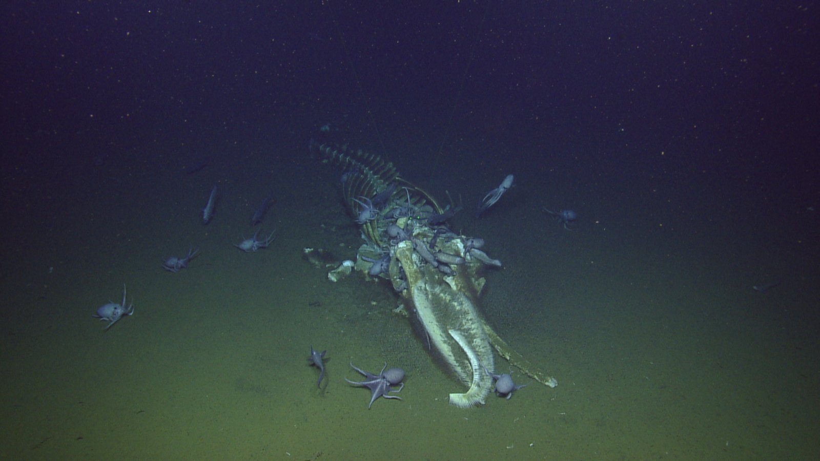 Whale Fall - The Ocean's Greatest Gift (image credits: wikimedia)