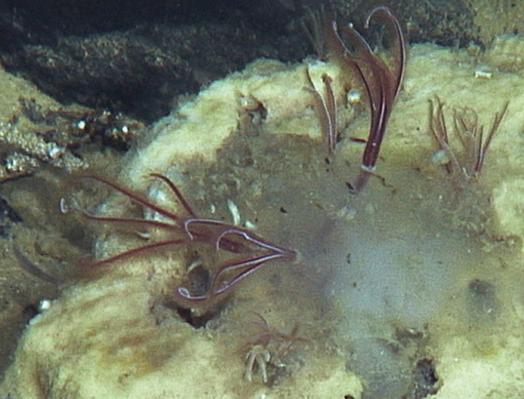 Bone-Eating Zombies - The Osedax Worms (image credits: wikimedia)