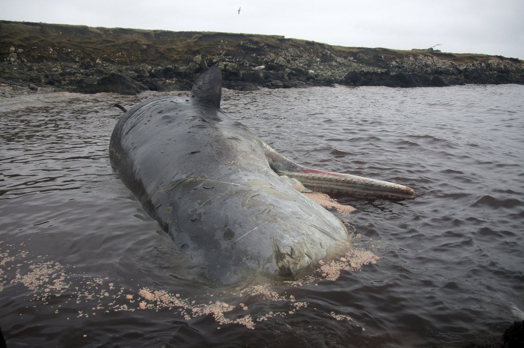 Unique Species - Creatures Found Nowhere Else (image credits: wikimedia)