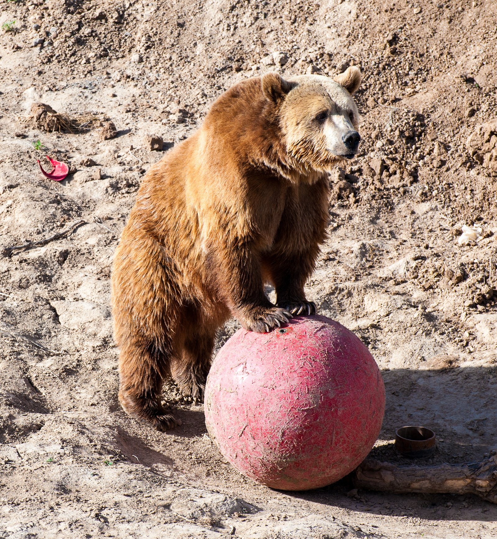 The Shocking Truth About Where These Animals Come From (image credits: wikimedia)