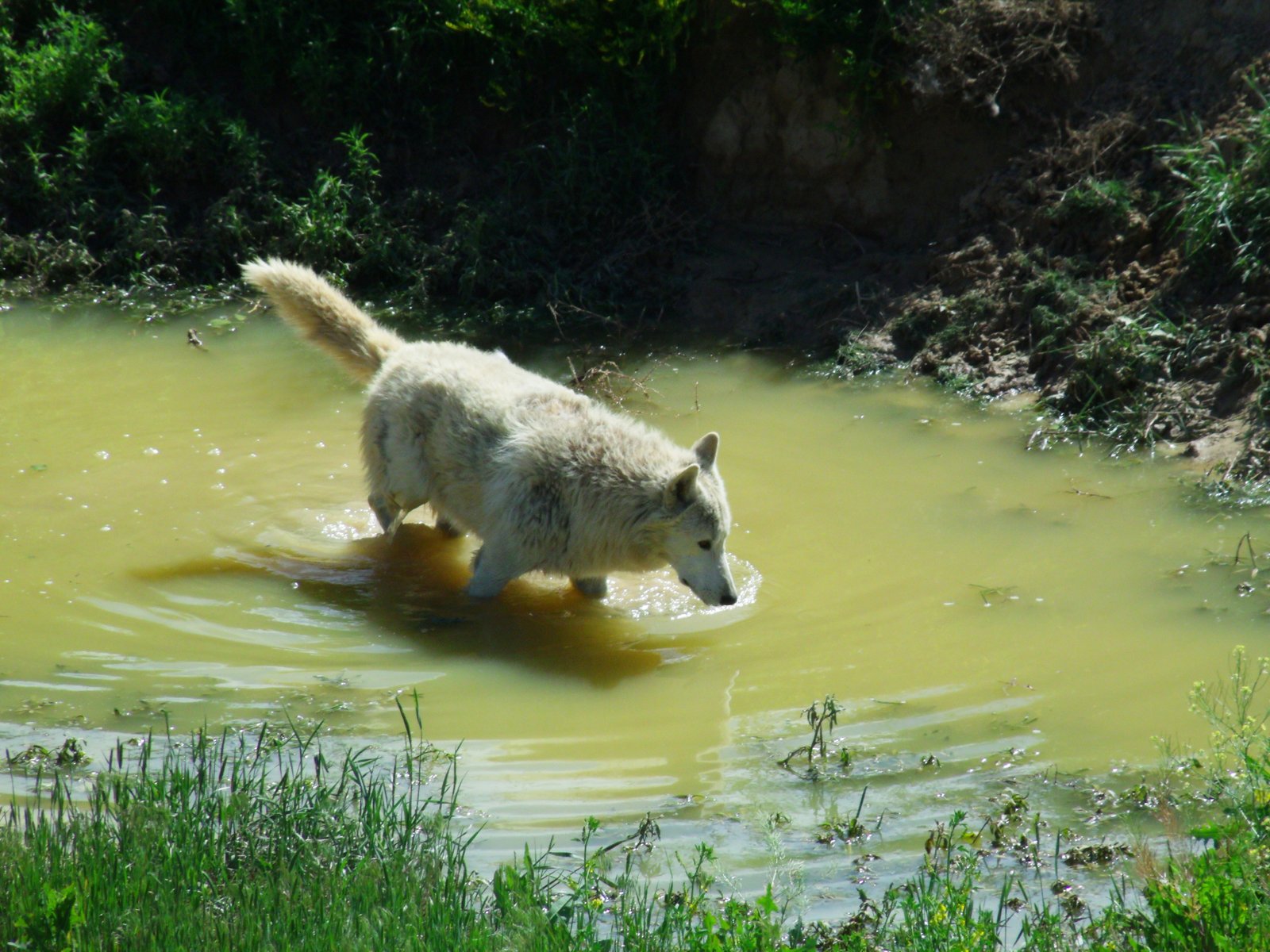 The Massive Habitats That Shame Most Zoo Enclosures (image credits: wikimedia)