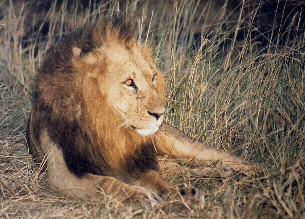 The Incredible Rescue Stories That Will Break Your Heart (image credits: flickr)