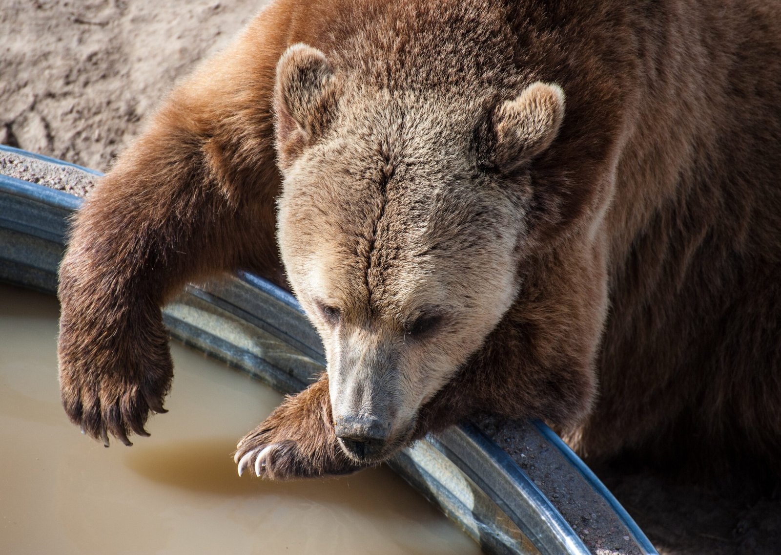 Why Some Animals Can Never Be Released Back to the Wild (image credits: wikimedia)