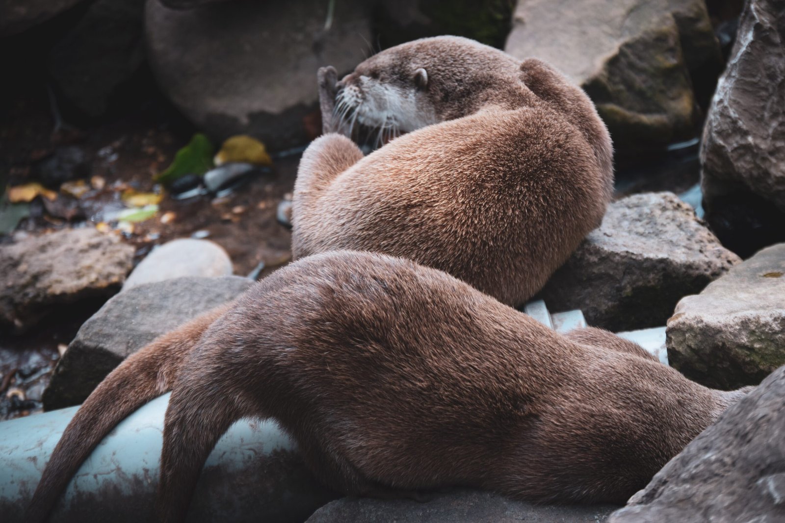 The Emotional Journey of Watching Animals Heal (image credits: wikimedia)