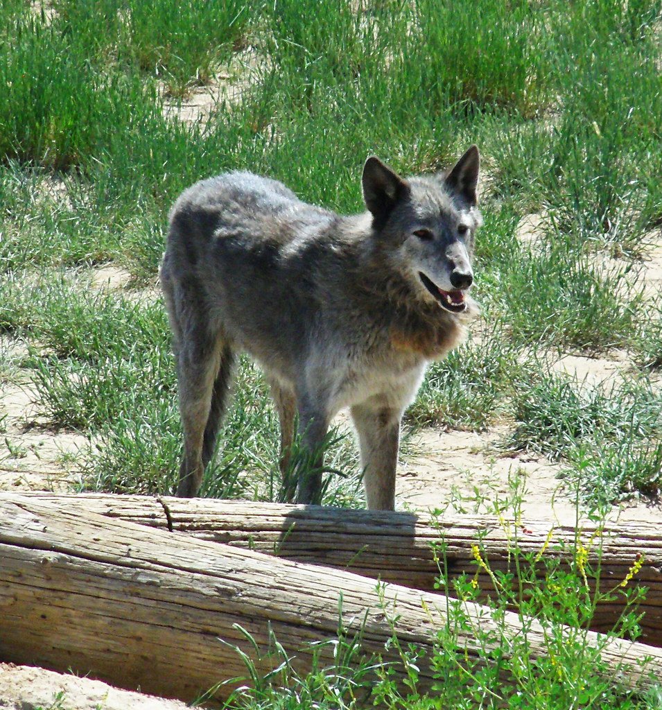 What Your Visit Actually Accomplishes for Animal Welfare (image credits: flickr)