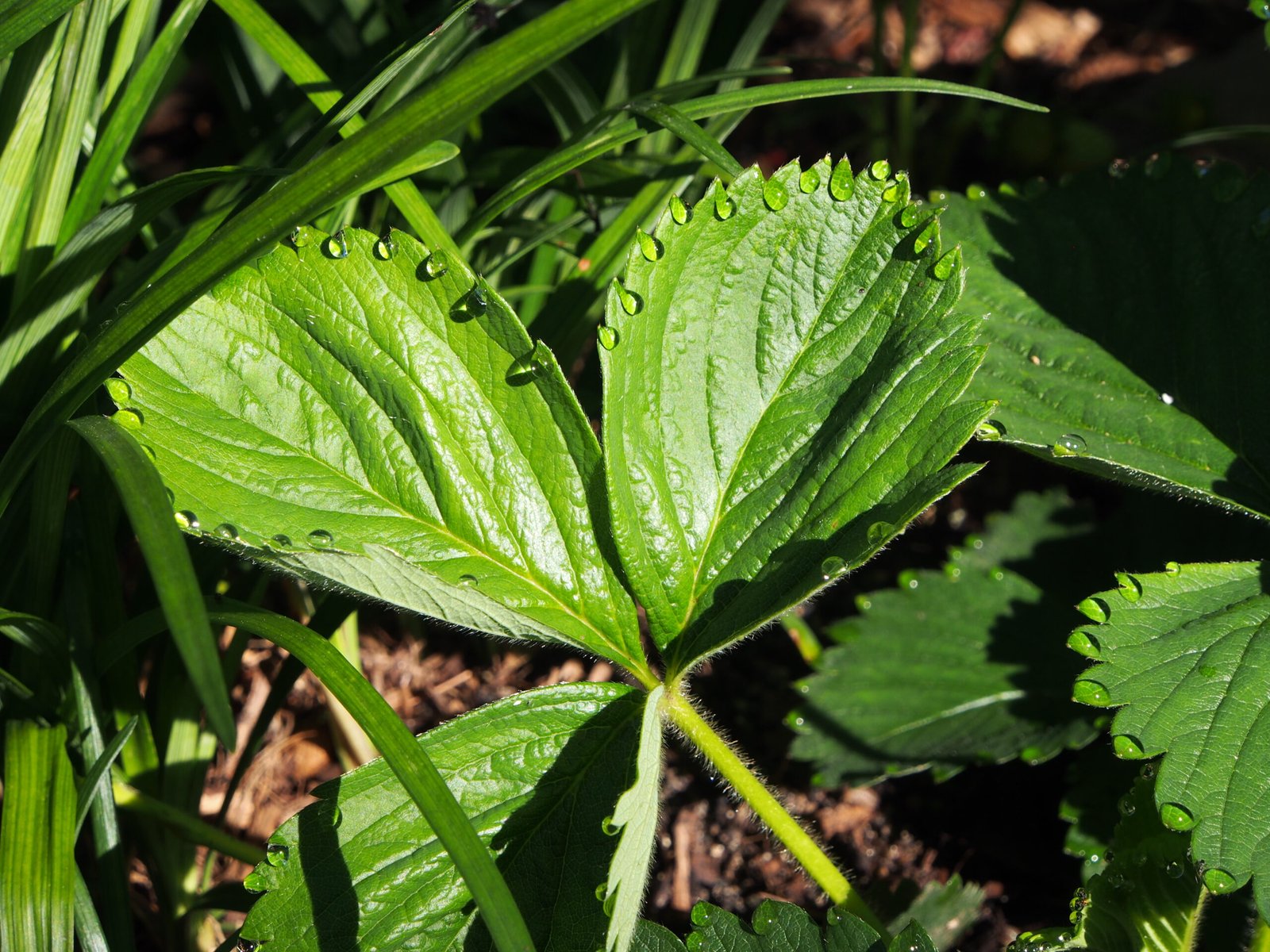 How Plant Sweating Actually Works (image credits: wikimedia)