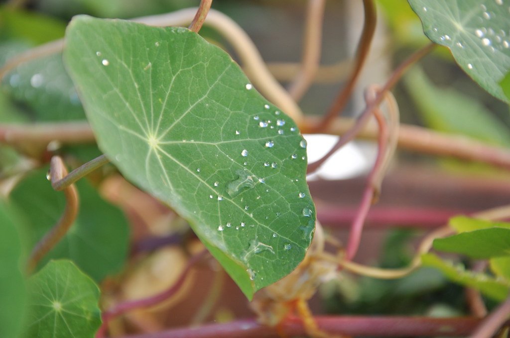 Why Some Plants Need to Sweat While Others Don't (image credits: flickr)