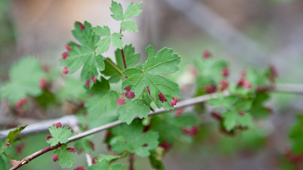 When Water Becomes a Weapon Against Heat (image credits: flickr)