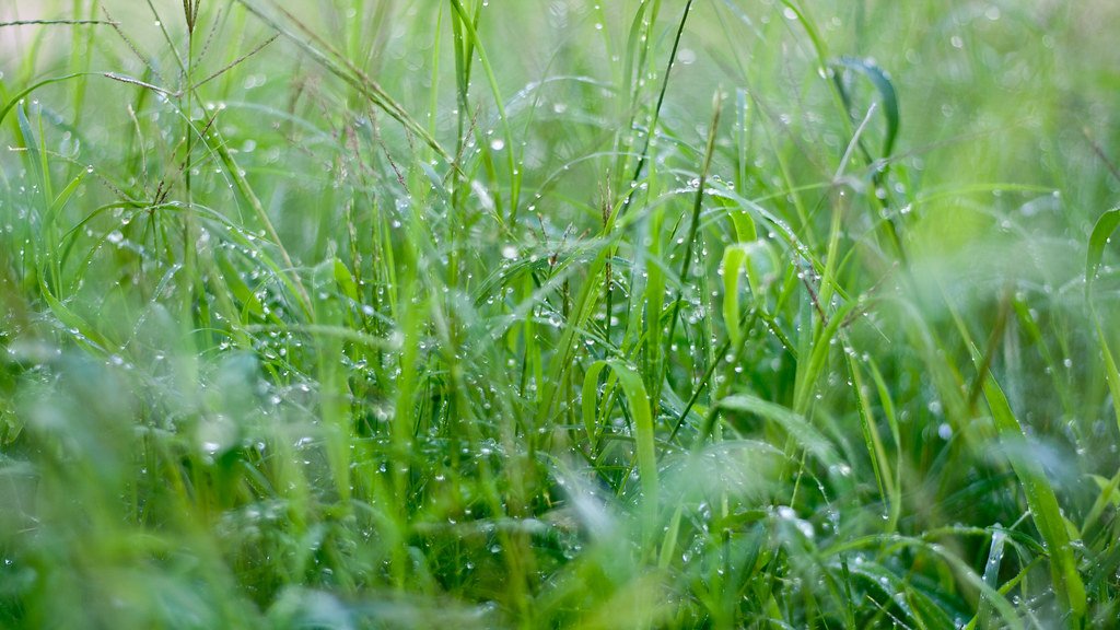 The Evolutionary Journey to Plant Sweating (image credits: flickr)