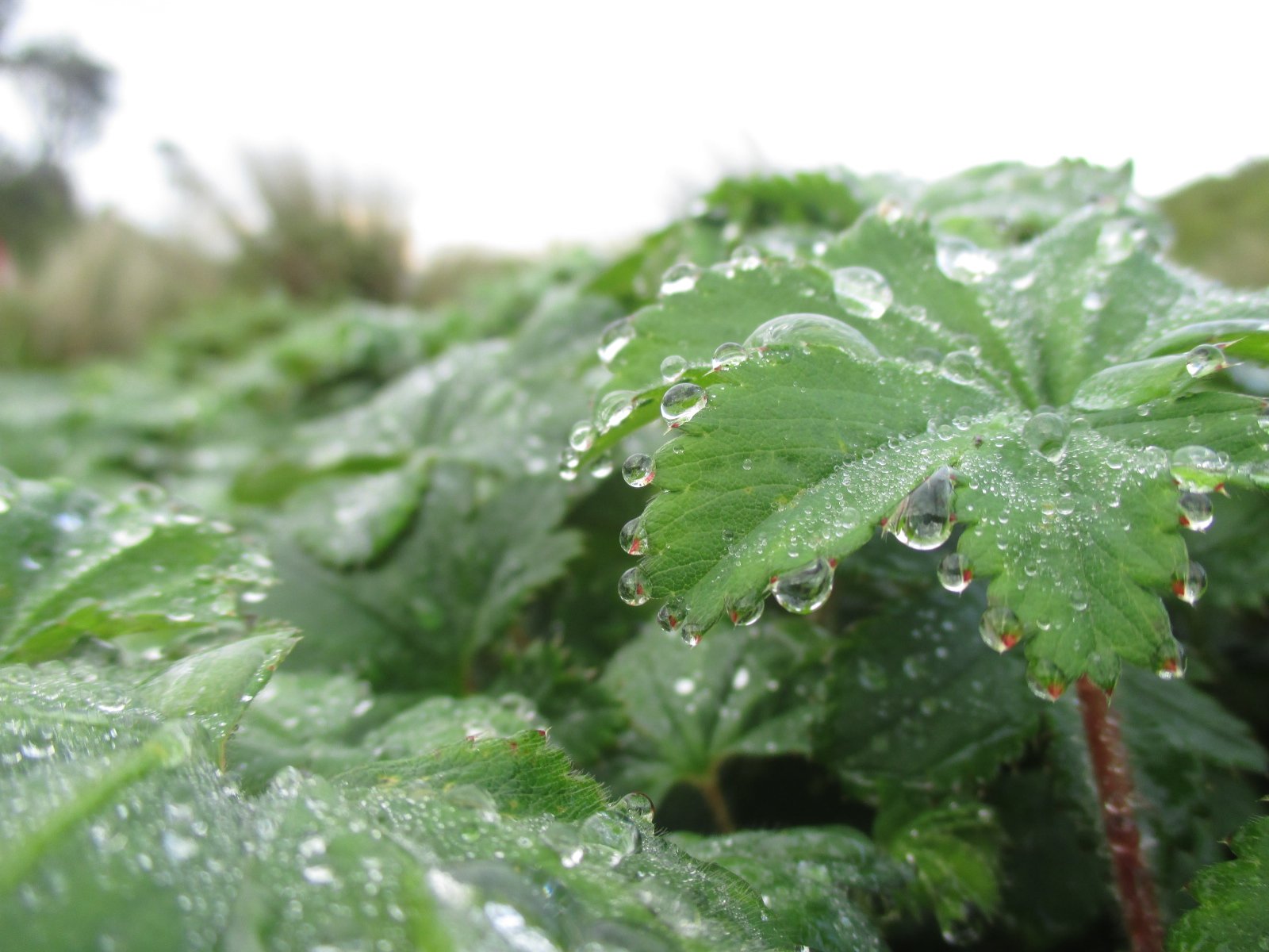 Practical Applications for Agriculture and Gardening (image credits: wikimedia)