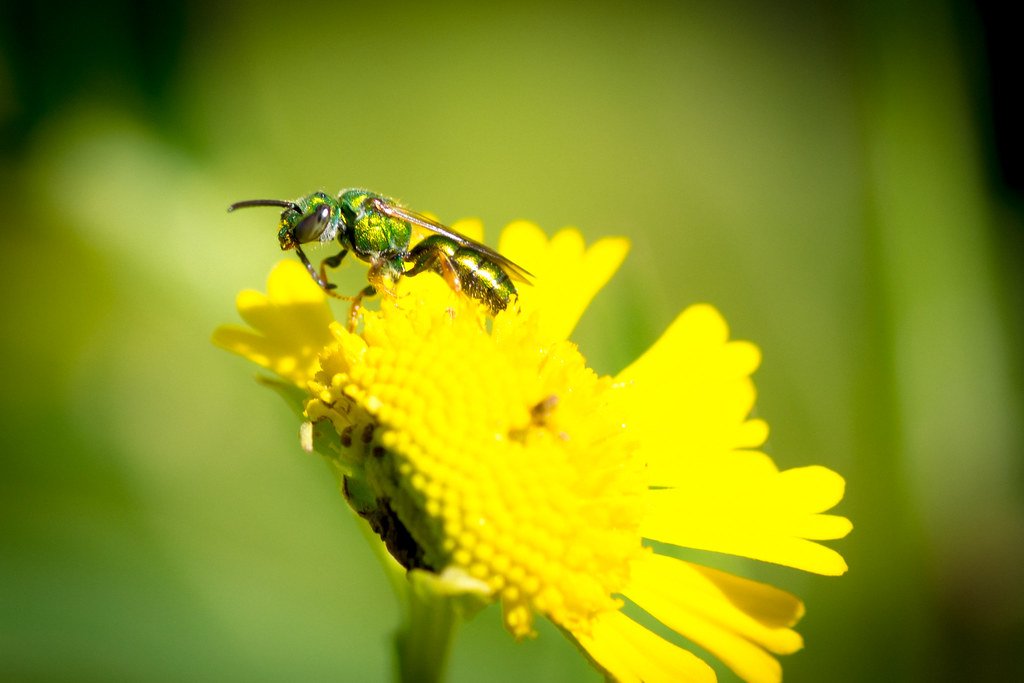 Comparing Plant and Animal Cooling Systems (image credits: flickr)