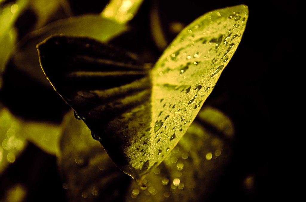 Conservation Implications for Sweating Plants (image credits: flickr)