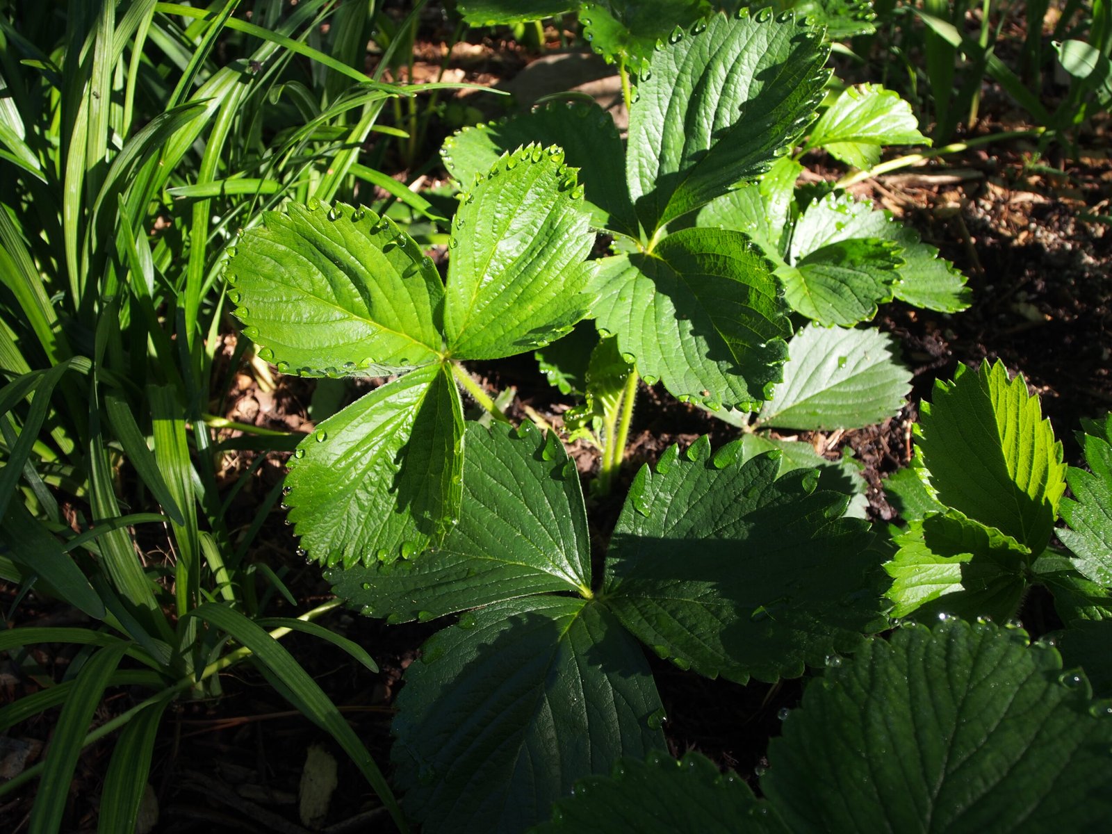 Simple Ways to Observe Plant Sweating at Home (image credits: wikimedia)