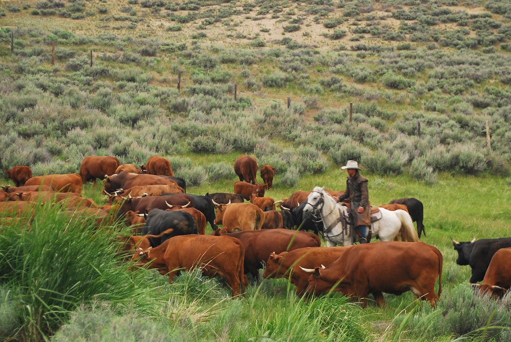 Livestock: The Four-Legged Seed Dispersers (image credits: flickr)