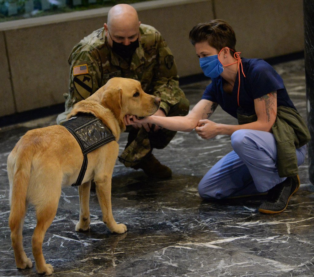 Cancer Detection Dogs: Heroes Without Capes (image credits: flickr)