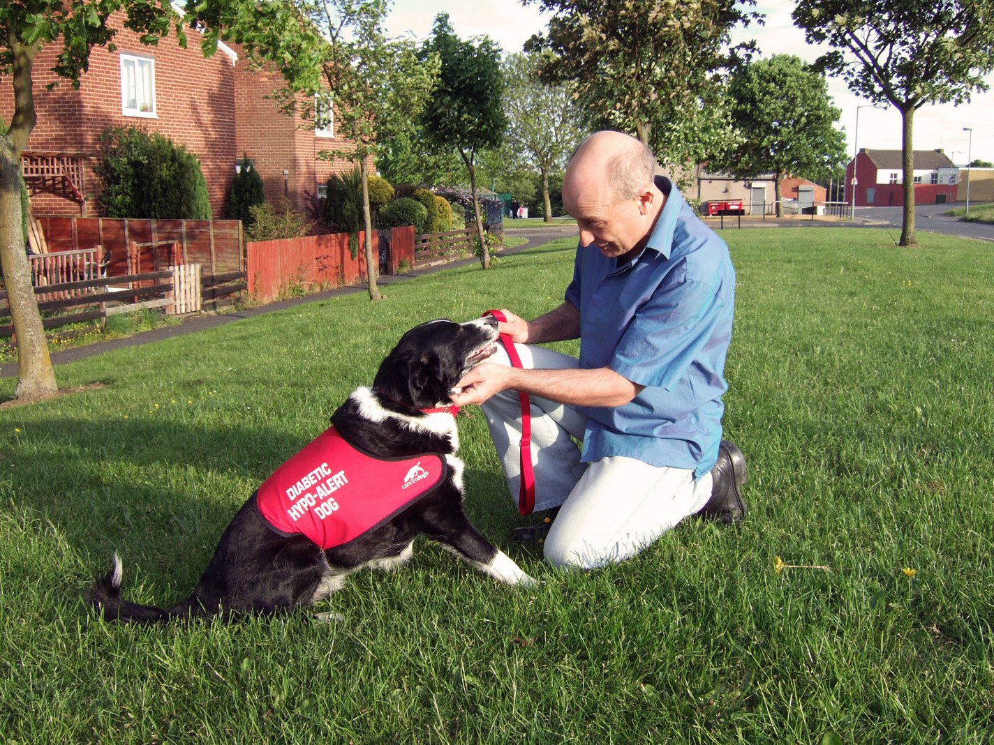 Diabetic Alert Dogs: Living Glucose Monitors (image credits: wikimedia)