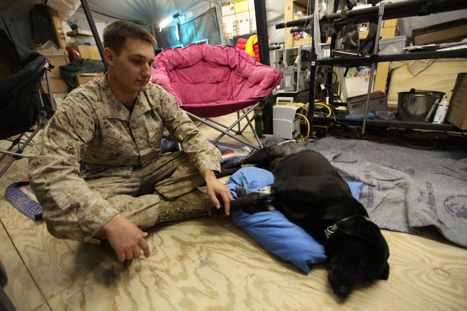 Training the Next Generation of Medical Animals (image credits: wikimedia)