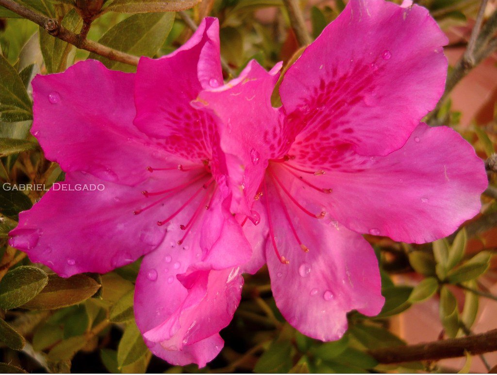 True Magenta: The Color That Breaks the Rules (image credits: flickr)