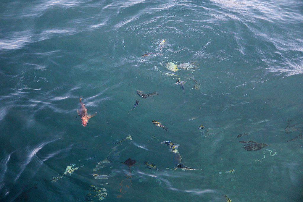 The Survival Science Behind Flying Fish (image credits: flickr)