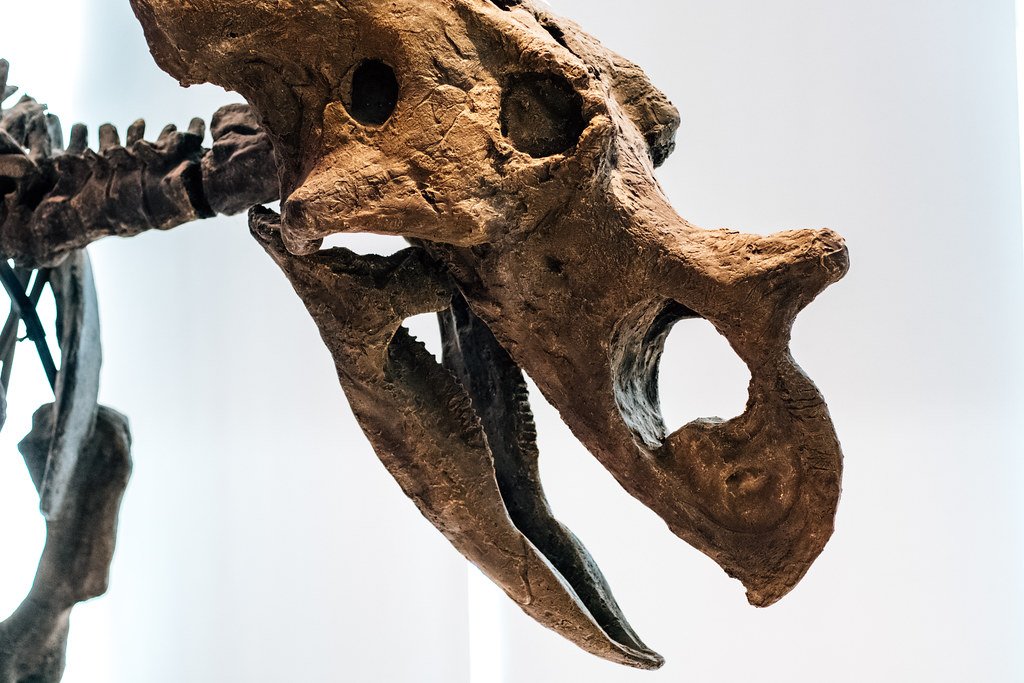 The Visitor Experience: Walking Among Giants (image credits: flickr)