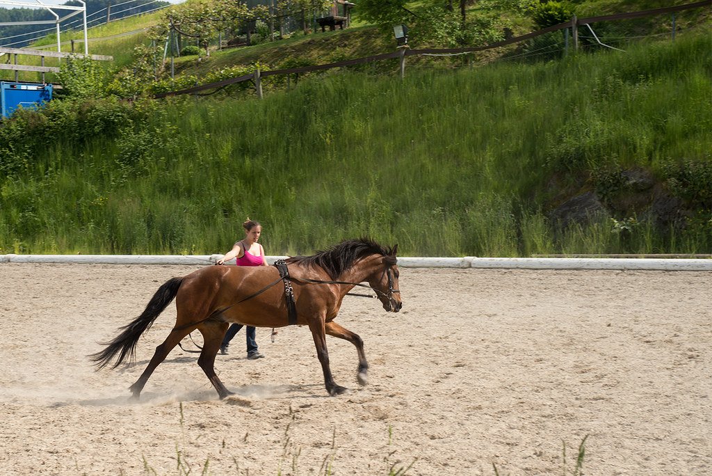 Species-Specific Learning Patterns (image credits: flickr)