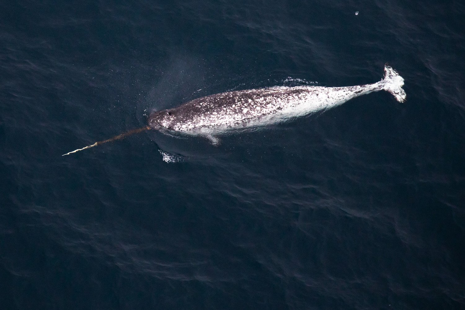 Unicorns of the Sea: The Mystical Narwhal (image credits: wikimedia)