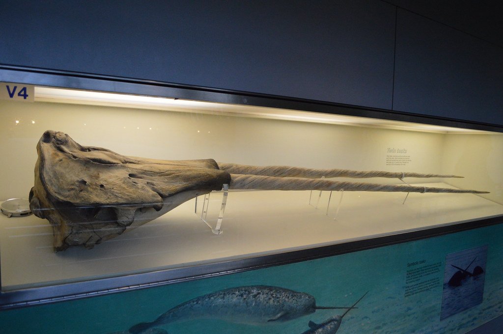 The Tusk Mystery: Solving Nature's Enigma (image credits: flickr)