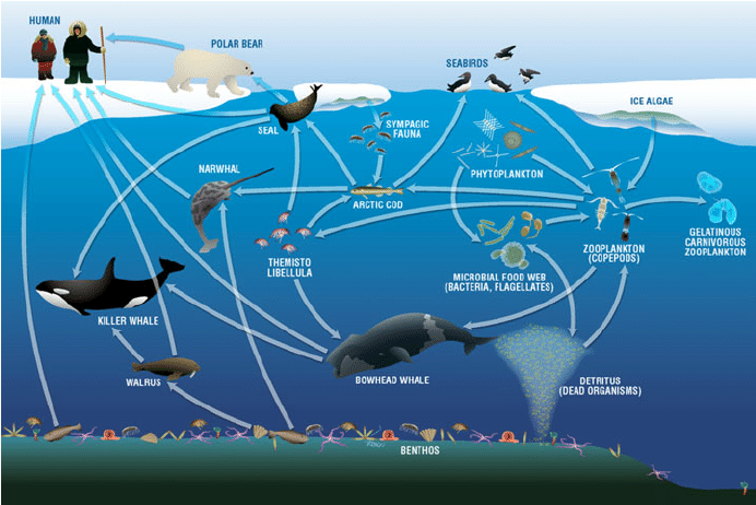 Arctic Food Webs: The Foundation of Life (image credits: wikimedia)