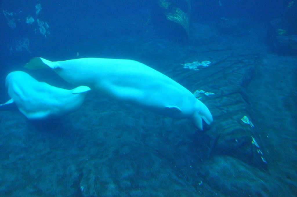 The Arctic's Changing Soundscape (image credits: flickr)