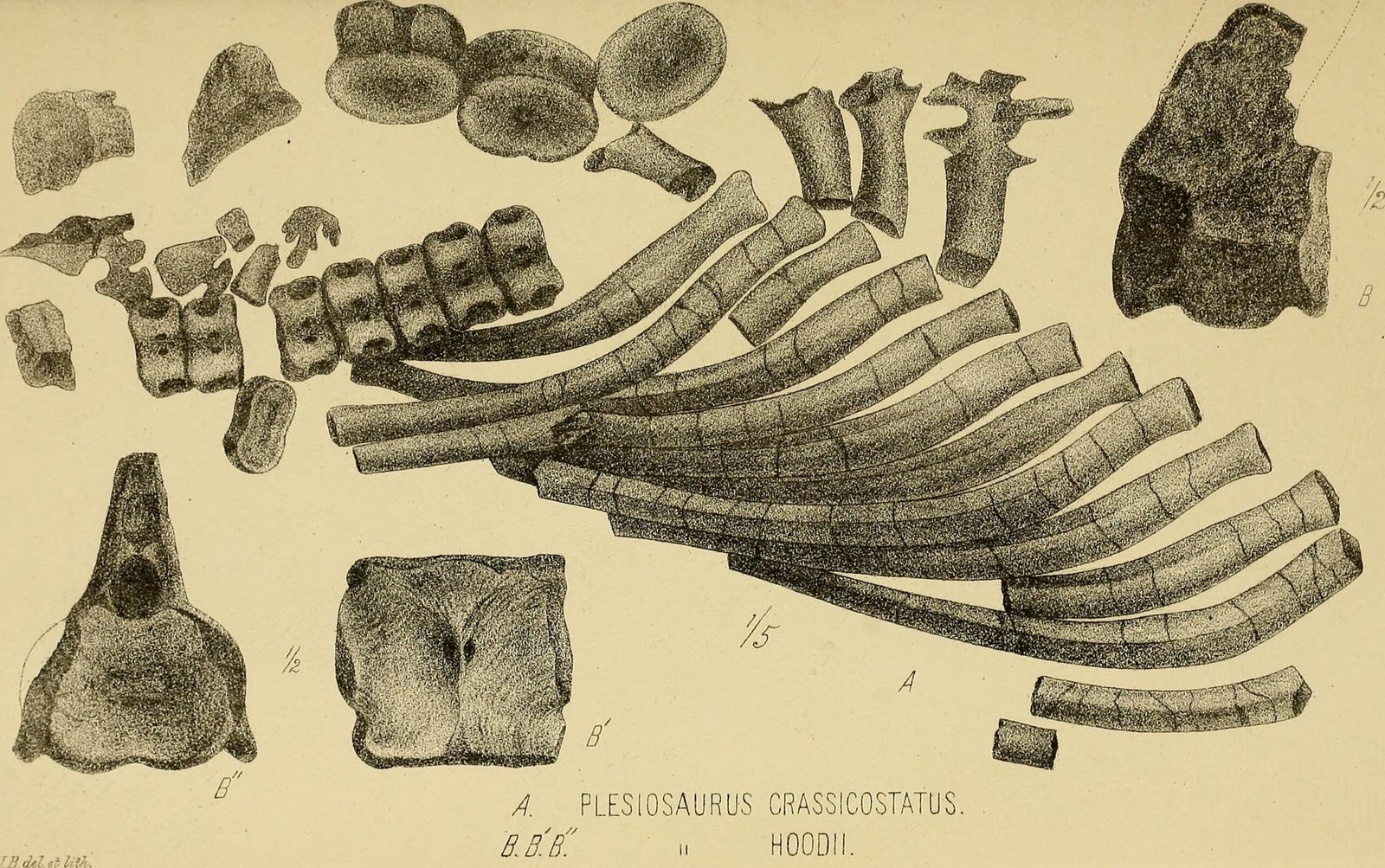 Fossil Preservation: Why New Zealand Holds the Secrets (image credits: wikimedia)