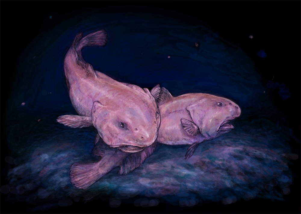 The Blobfish: Nature's Deflated Balloon (image credits: wikimedia)