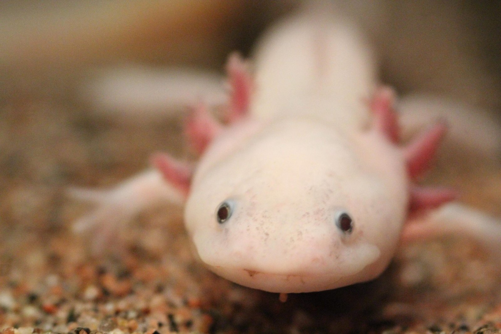 The Axolotl: The Smiling Salamander That Never Grows Up (image credits: wikimedia)