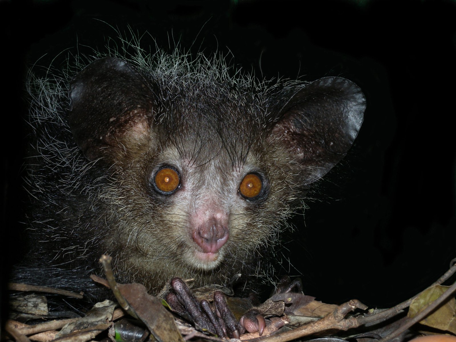 The Aye-Aye: Madagascar's Ghoulish Finger-Pointer (image credits: wikimedia)