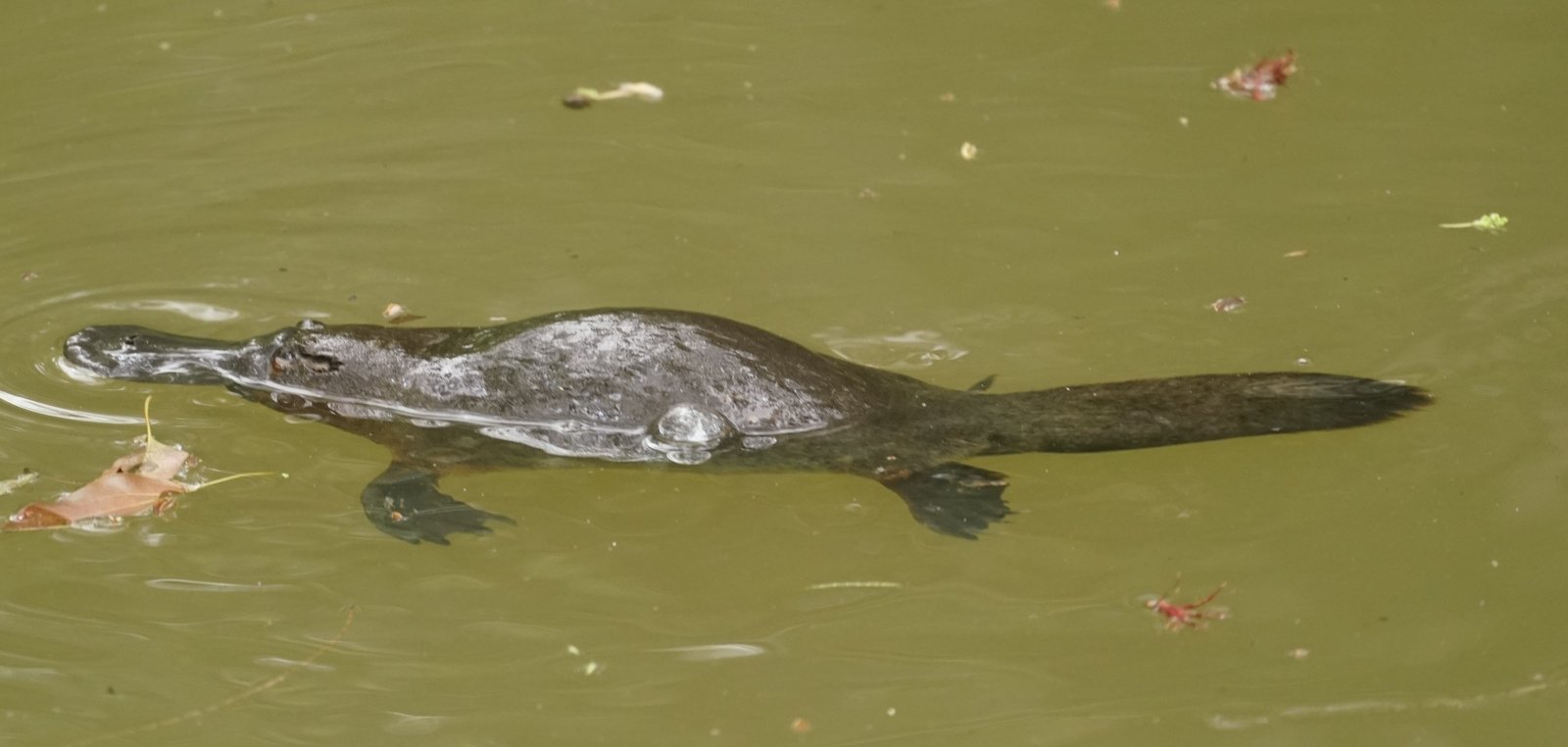 The Platypus: Nature's Greatest Mix-and-Match Experiment (image credits: wikimedia)