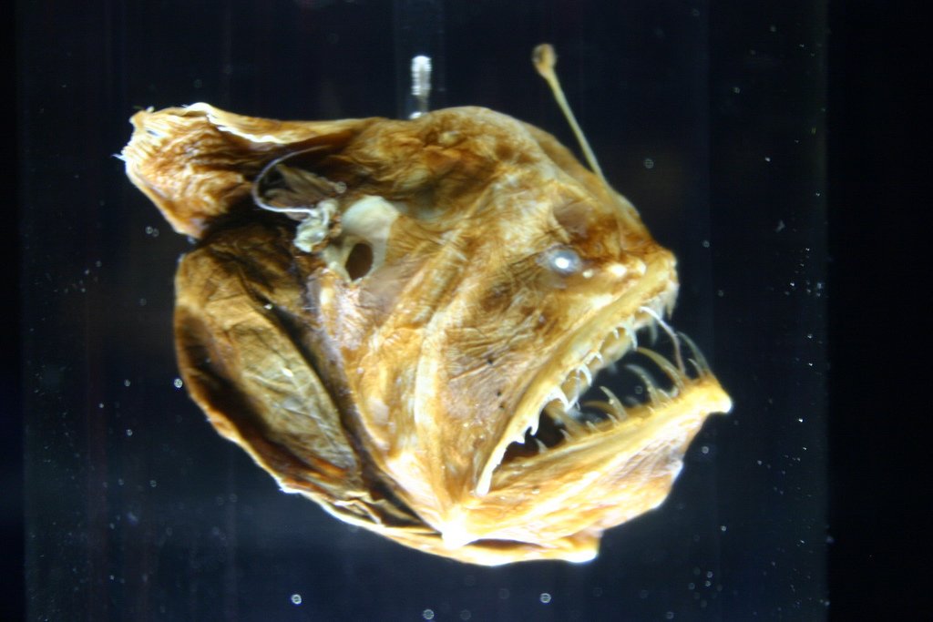 The Anglerfish: The Deep Sea's Living Nightlight (image credits: wikimedia)