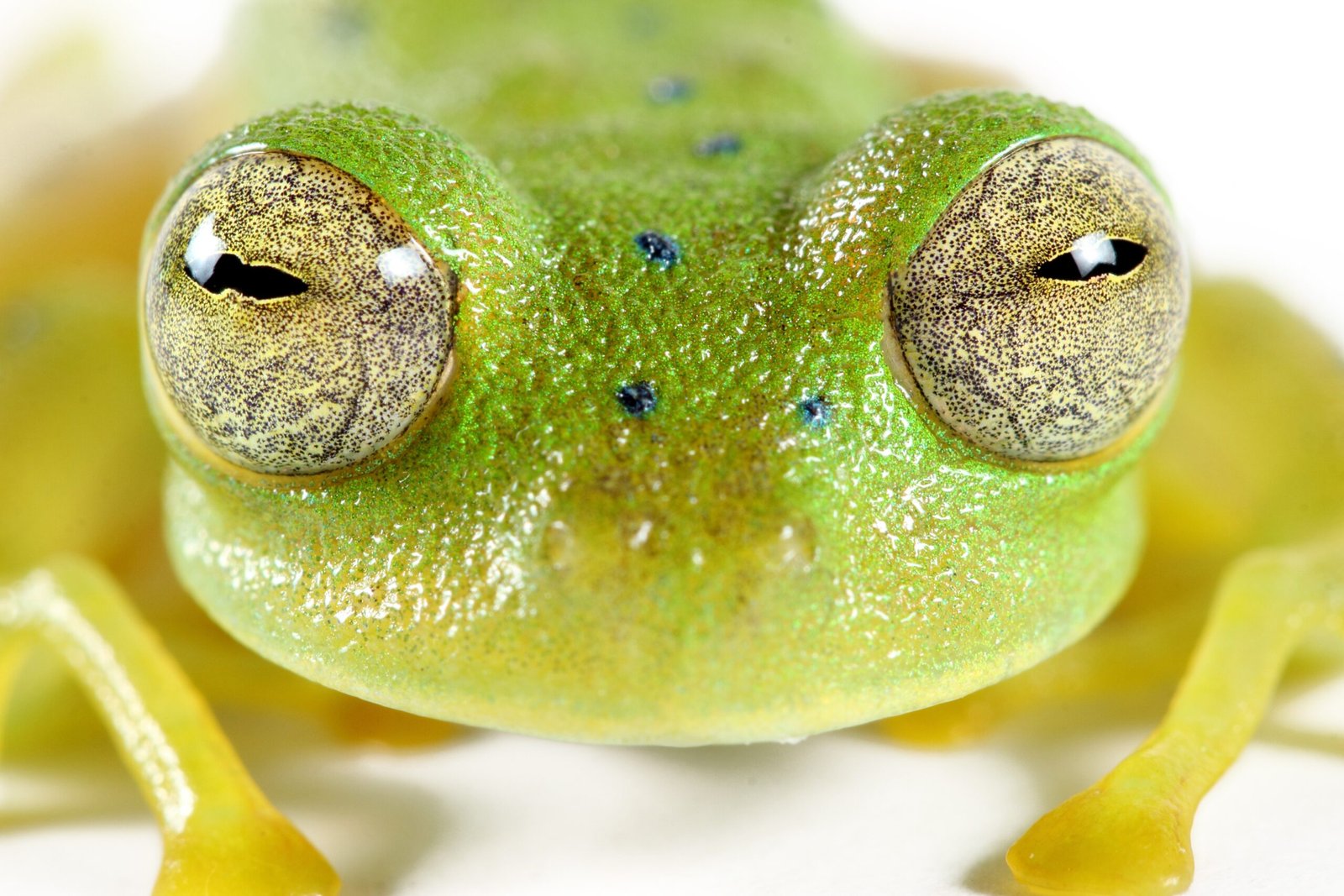 The Glass Frog: Nature's Living Window (image credits: wikimedia)