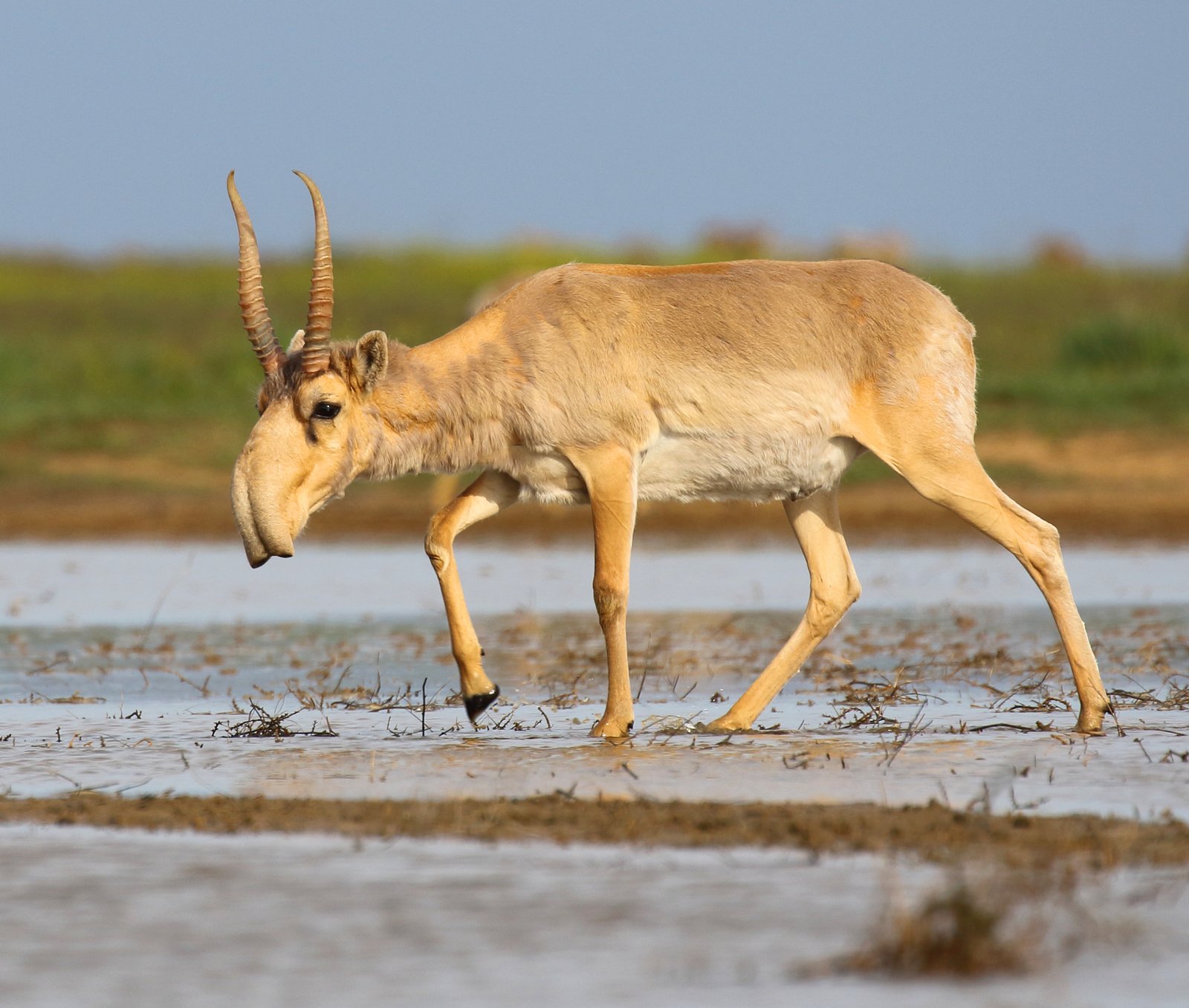 The Saiga Antelope: The Inflated Nose of the Steppes (image credits: wikimedia)