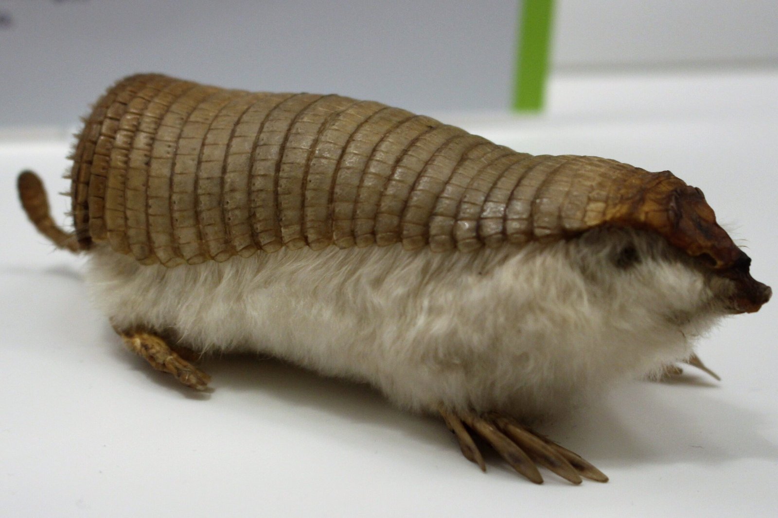The Pink Fairy Armadillo: The Tiniest Tank (image credits: wikimedia)
