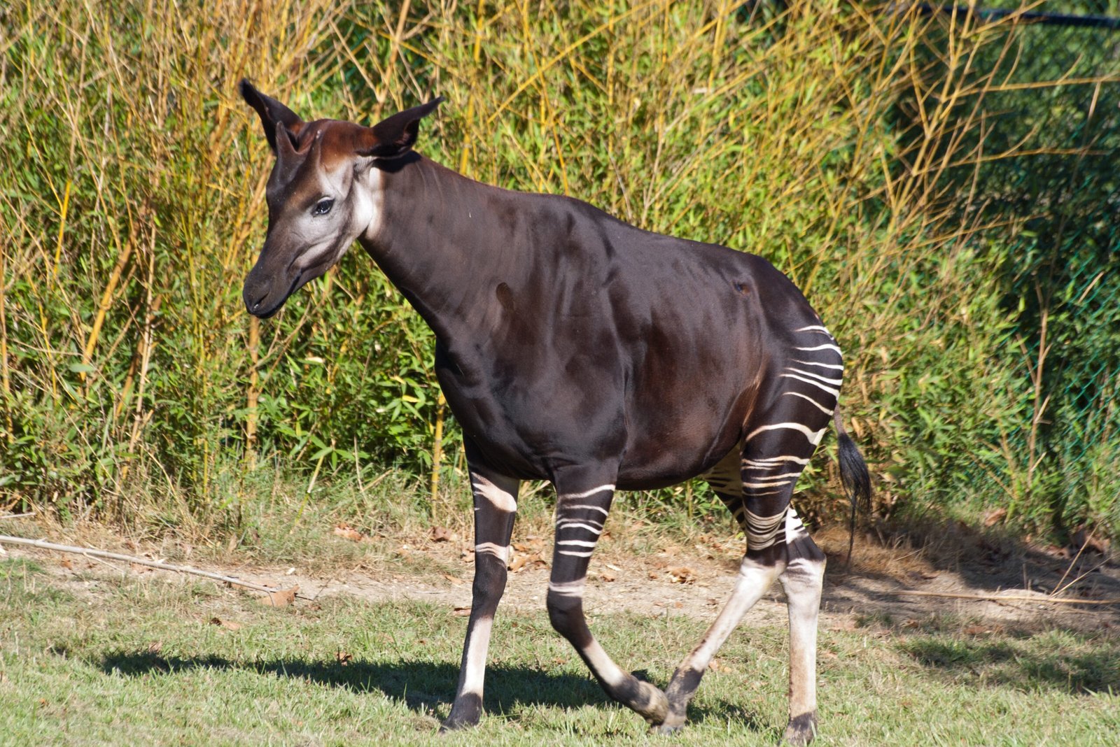 The Okapi: The Forest Giraffe in Zebra Pants (image credits: wikimedia)
