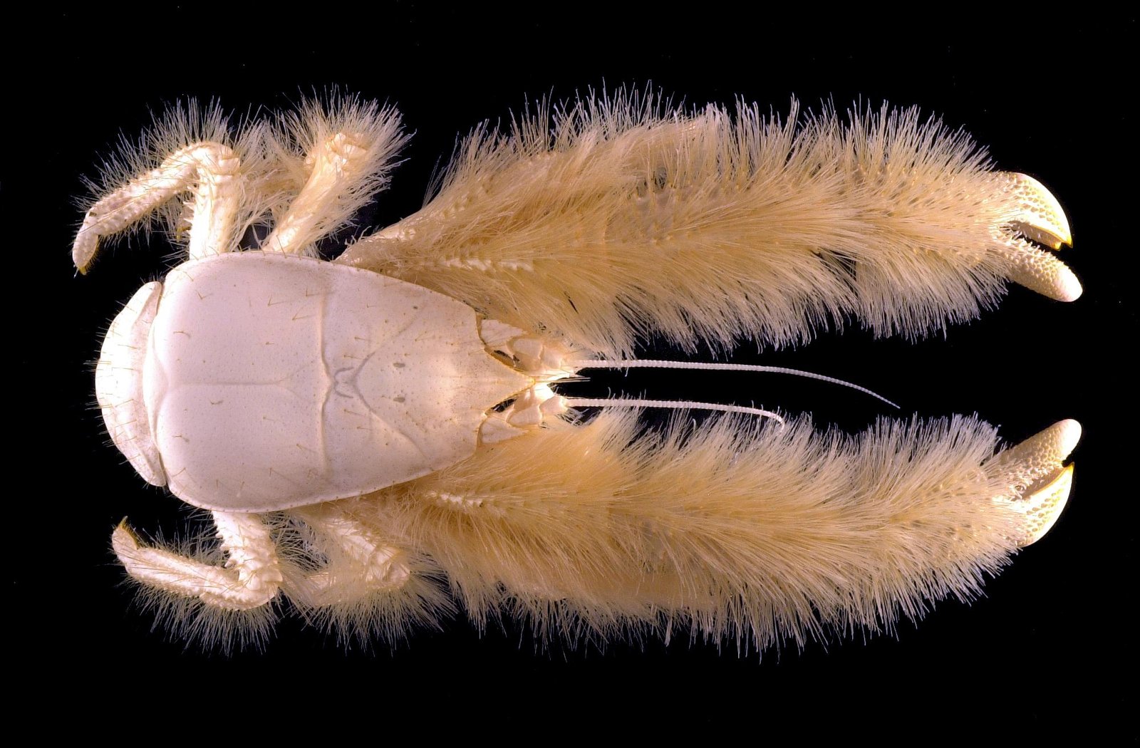 The Yeti Crab: The Hairy Hermit of Hydrothermal Vents (image credits: wikimedia)