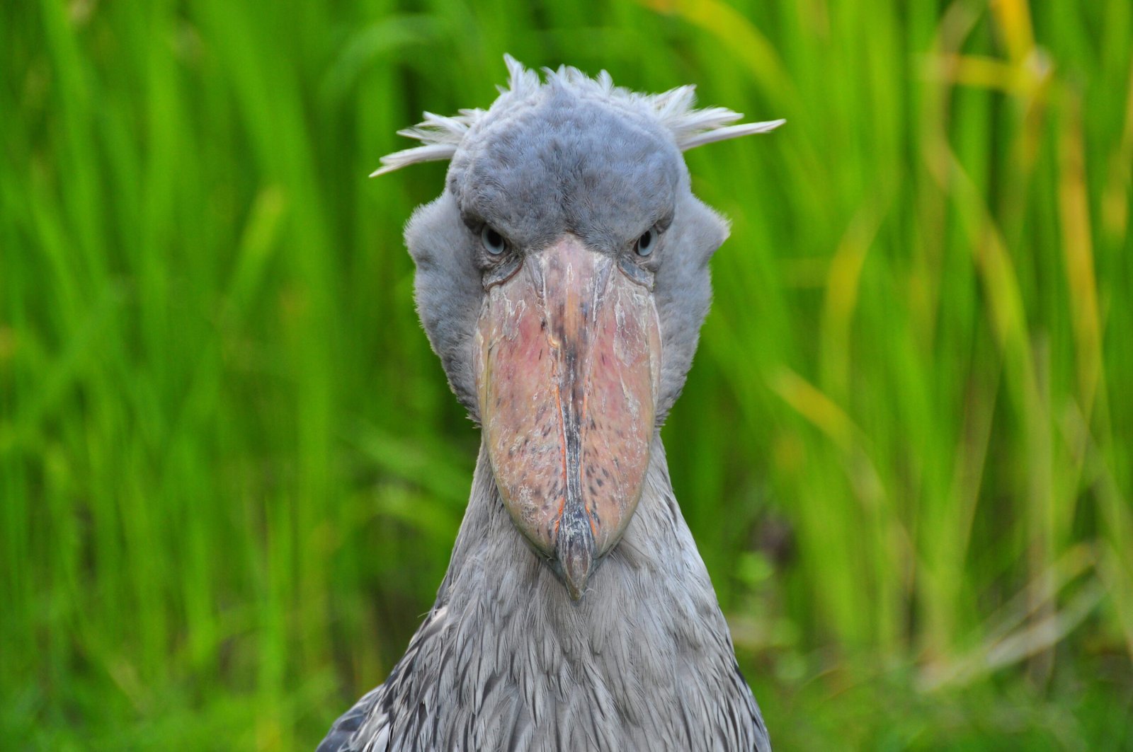 The Shoebill Stork: The Dinosaur That Never Left (image credits: wikimedia)