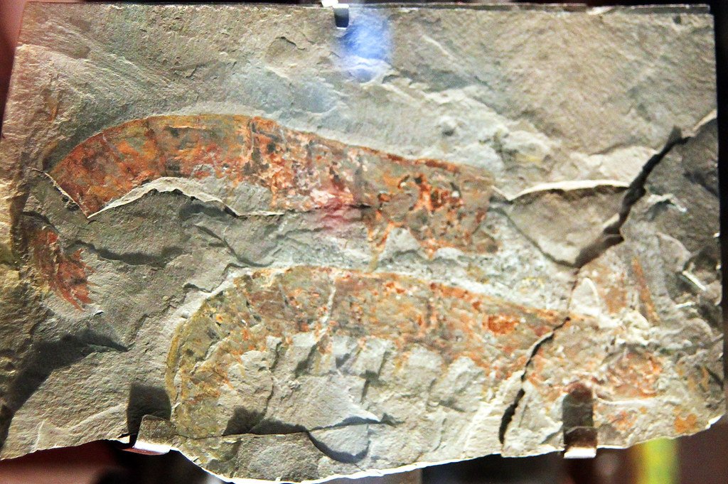Anomalocaris: The Cambrian Sea Monster (image credits: flickr)