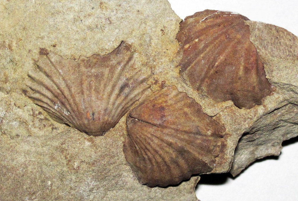 Brachiopods: Ancient Filter Feeders (image credits: flickr)