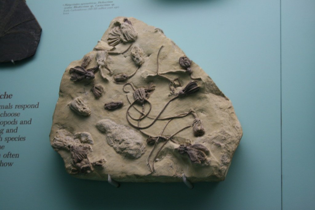Crinoids: Sea Lilies of the Past (image credits: flickr)