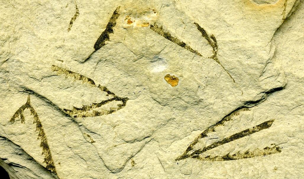 Graptolites: Floating Cities of the Ancient Seas (image credits: wikimedia)