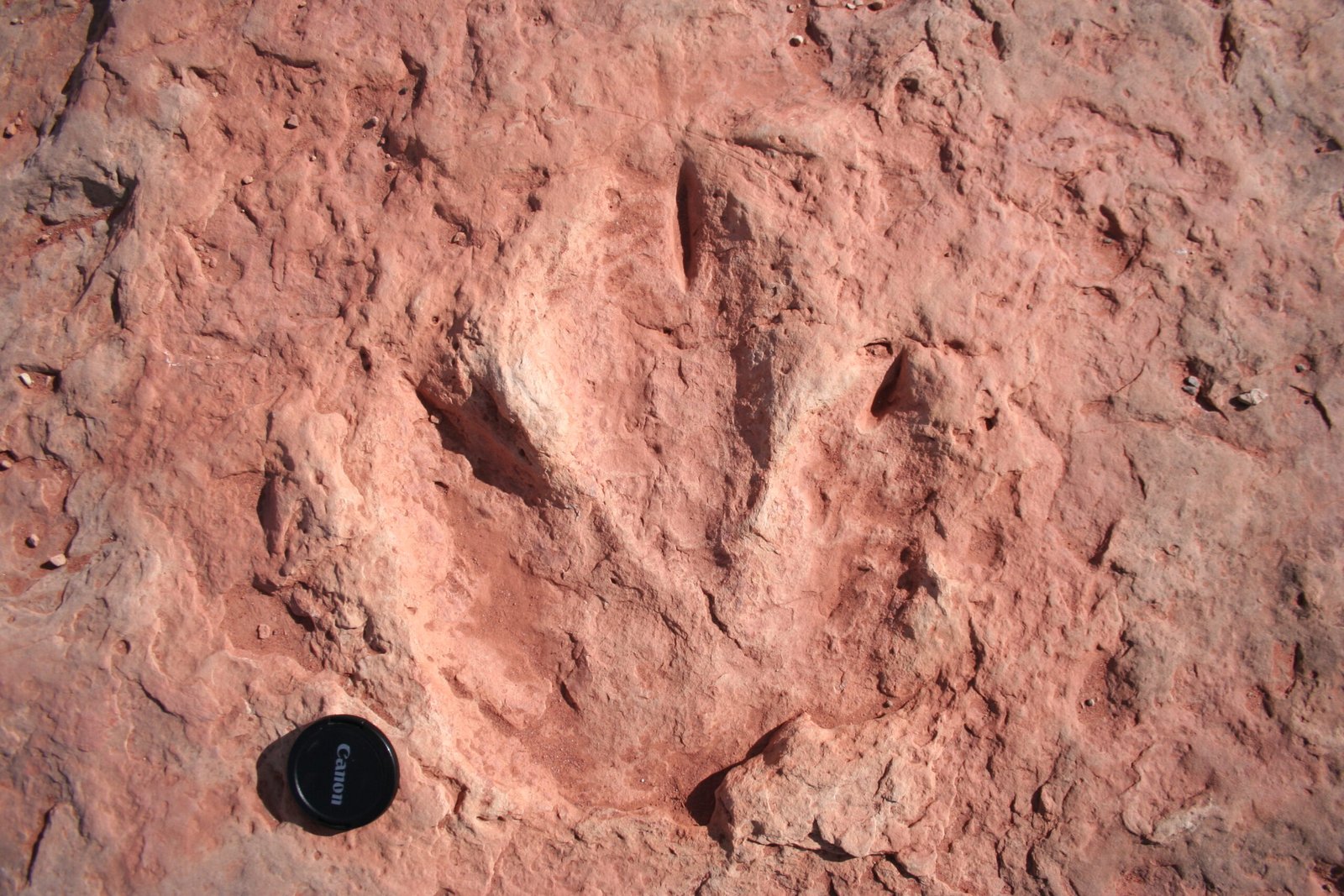 Dinosaur Tracks in Unexpected Places (image credits: wikimedia)