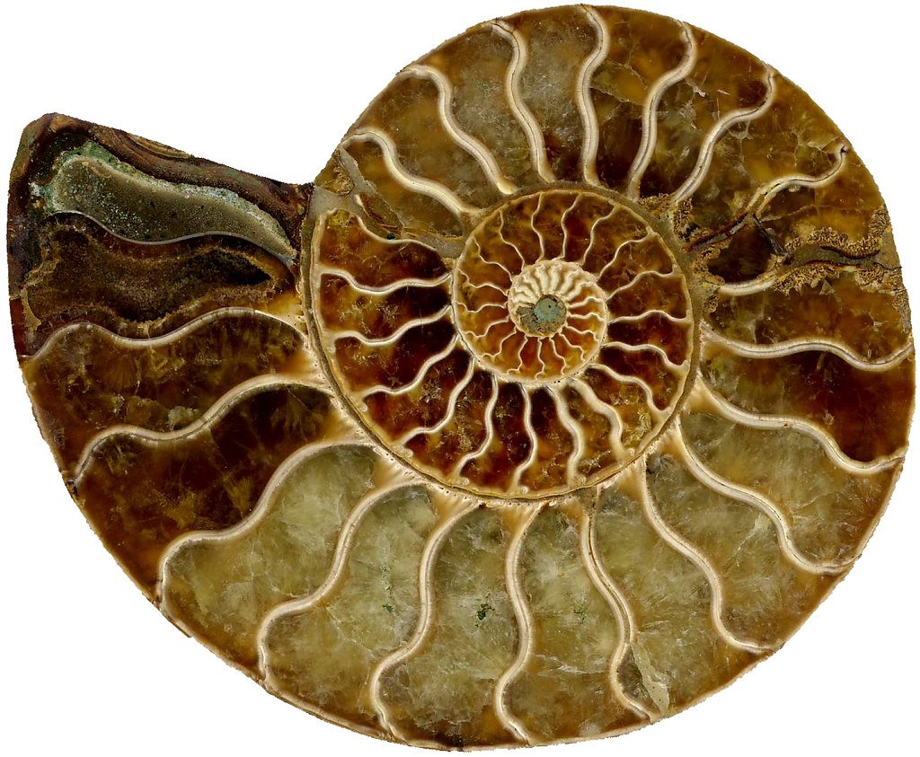 Ammonites: Coiled Shells of the Deep (image credits: flickr)