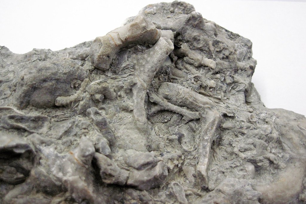 Bryozoans: Tiny Architects of Ancient Reefs (image credits: flickr)